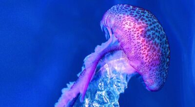 L’isola che non c’è